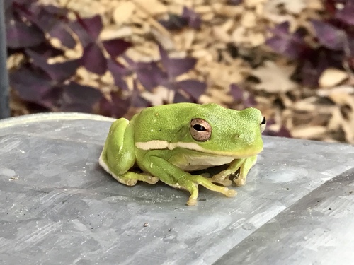 Green Treefrog photographed in Arkansas