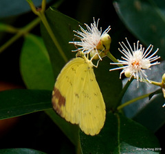 Eurema simulatrix