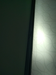 Hemidactylus flaviviridis