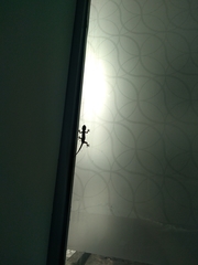 Hemidactylus flaviviridis