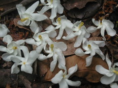 Tabernaemontana arborea