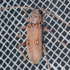 Eburia mutica