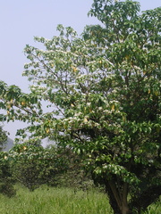 Tabernaemontana arborea