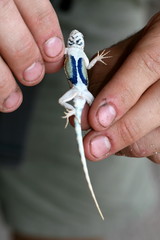 Sceloporus merriami longipunctatus