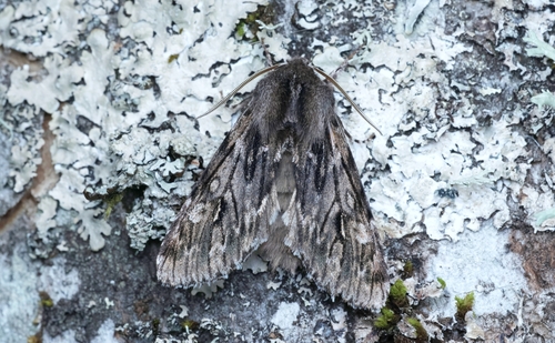 Brachionycha nubeculosa