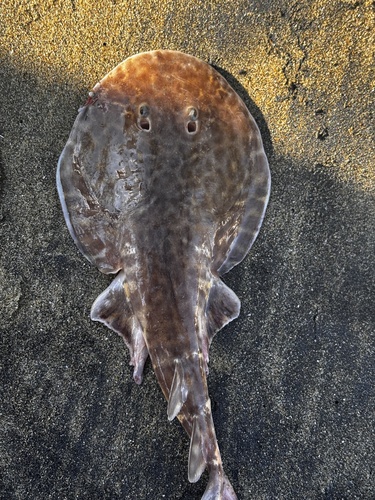 Vermiculate electric ray (Narcine vermiculatus) — Narcinidae — 2
