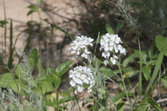 Dimorphocarpa wislizeni