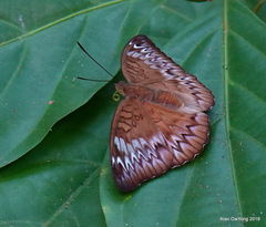 Euthalia monina monina