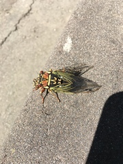 Auritibicen bihamatus