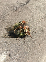 Auritibicen bihamatus