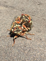 Auritibicen bihamatus