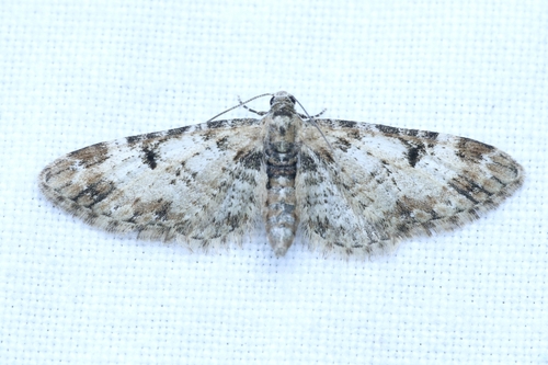 Eupithecia irriguata