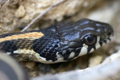 Thamnophis cyrtopsis cyrtopsis