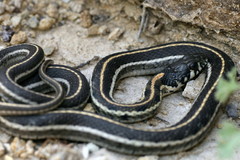 Thamnophis cyrtopsis cyrtopsis