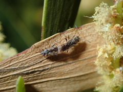 Nysius vinitor