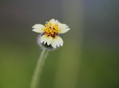 Tridax procumbens