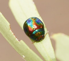 Chalcomela insignis
