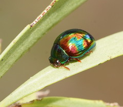 Chalcomela insignis