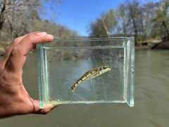 Blotched Chub photo 3