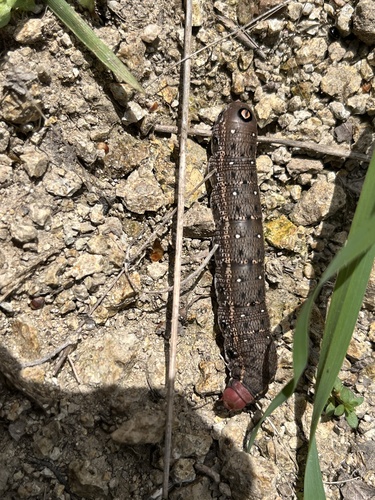 Pacific Green Sphinx photo 2
