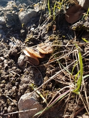 Gyromitra perlata