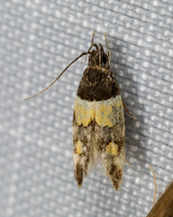 Triclonella determinatella