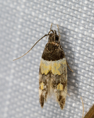 Triclonella determinatella