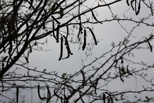 Image of Vachellia aroma by (c) Andrea Gantzer, some rights reserved (CC BY)