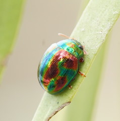 Chalcomela insignis