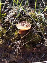 Gyromitra perlata