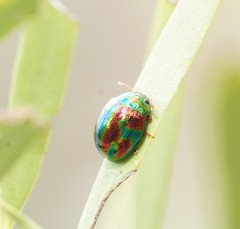 Chalcomela insignis