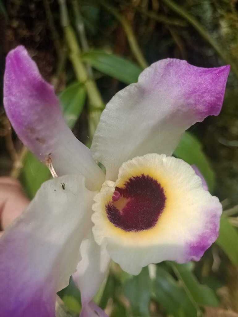 Dendrobium orchid growing epiphytically