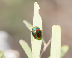 Chalcomela insignis