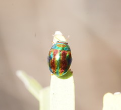Chalcomela insignis