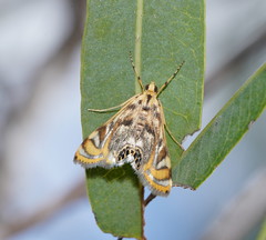 Margarosticha repetitalis