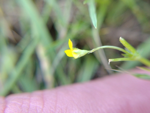 iNaturalist observation photo of bur clover