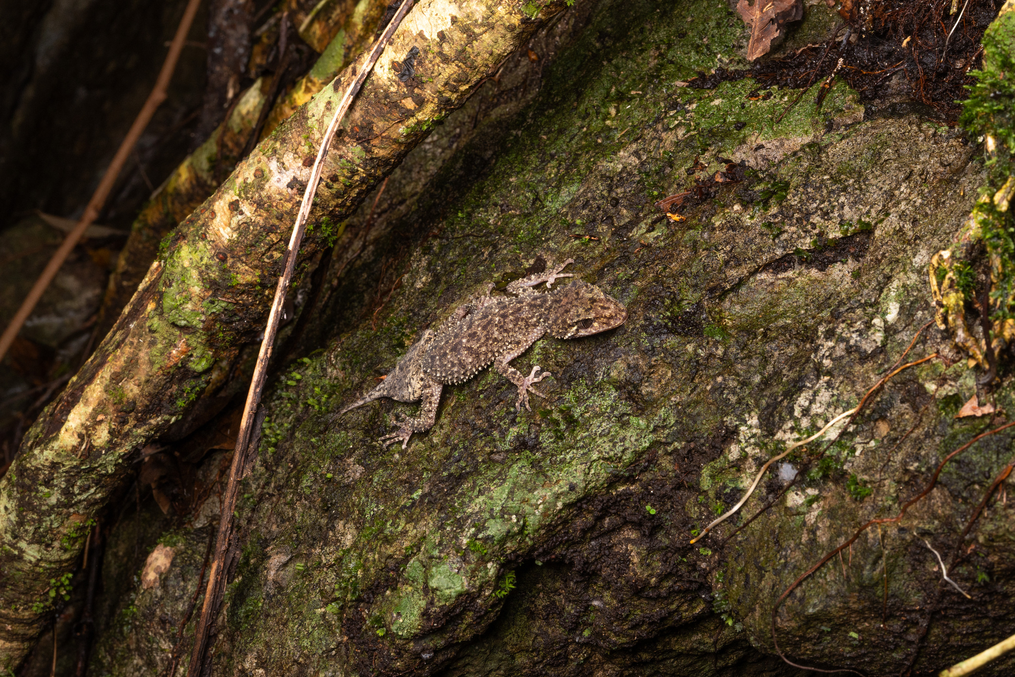 Mount Ossa Broad-Tailed Gecko photo 5
