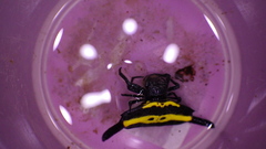 Gasteracantha hecata