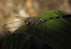 Orthetrum sabina
