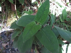 Munnozia