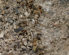 Nylanderia terricola