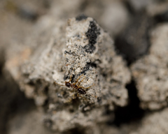 Nylanderia terricola