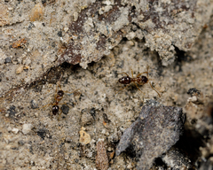 Nylanderia terricola