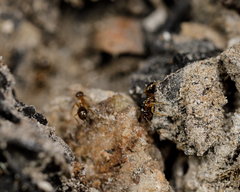 Nylanderia terricola