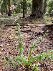 Symphyotrichum spathulatum