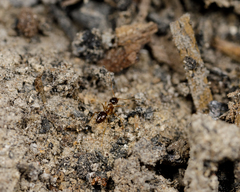 Nylanderia terricola