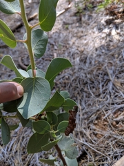 Arctostaphylos viscida mariposa