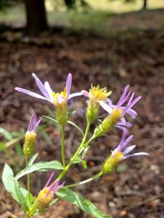 Symphyotrichum spathulatum