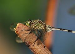 Orthetrum sabina