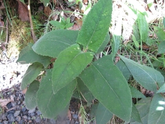 Munnozia